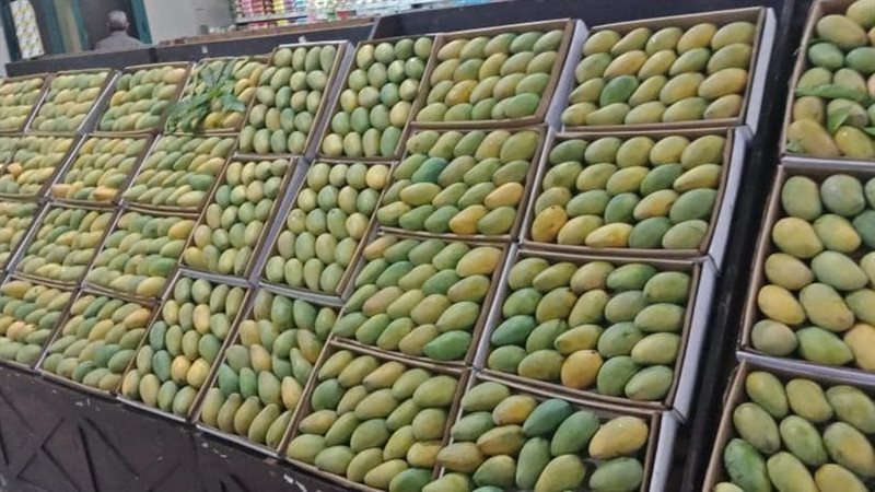 أسعار المانجو اليوم