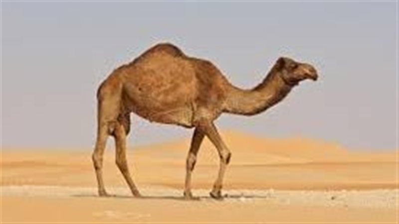 تفسير حلم الجمل في