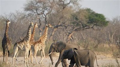 ناميبيا تعتزم ذبح أكثر من 700 حيوان وتوزيع لحومها على الفقراء بسبب الجفاف