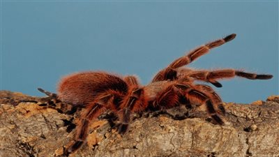 العناكب السامة تغزو عددا من المدن الأمريكية 