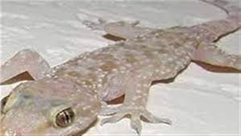 تفسير حلم قتل البرص