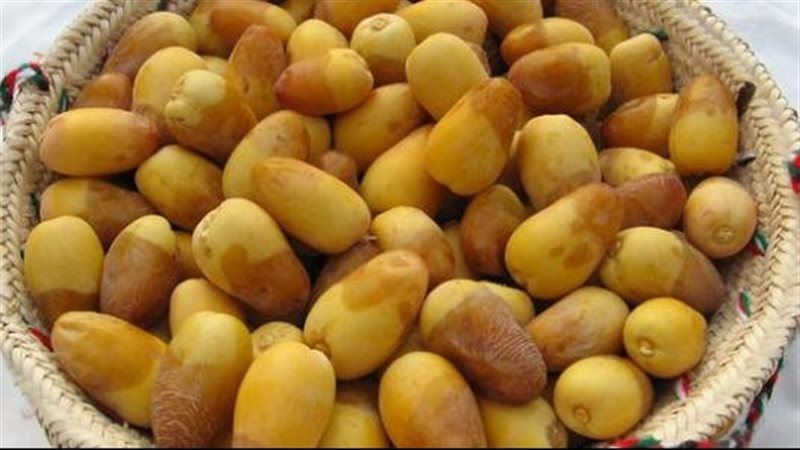 فوائد البلح 