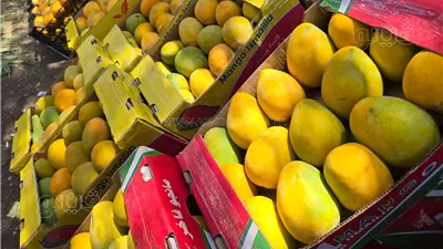 انخفاض العويسي والزبدية، تعرف على أسعار 18 نوعًا من المانجو