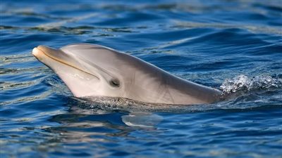 هاجم البشر 50 مرة، قصة تحول دولفين من حيوان وديع إلى عضاض