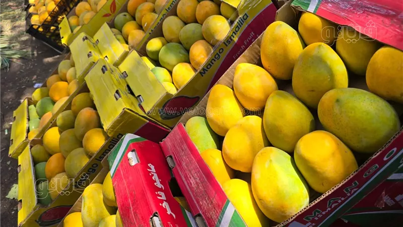 أسعار المانجو اليوم