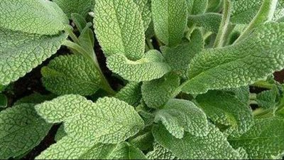 فوائد المرمرية، تساعد في علاج نزلات البرد والإنفلونزا والتهاب الحلق 