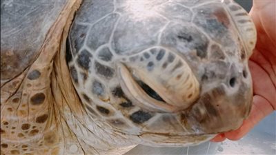 اسمها سالم، بائع أسماك ينقذ سلحفاة بحرية نادرة بالسويس (صور)