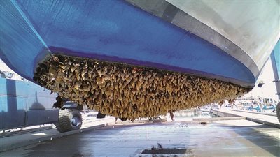 علماء روس يخترعون مادة لحماية السفن من الطحالب 