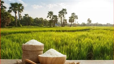 أسعار الأرز في الأسواق اليوم الجمعة 30 أغسطس 2024 