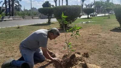 محافظ الجيزة يطلق فاعلية لزراعة 1000 شجرة بحي العجوزة