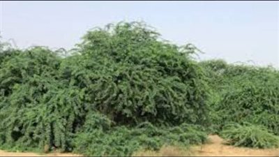 مبادرة بيئية لتجميل مدارس قنا خلال نوفمبر وديسبمر 