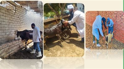 بيطري الشرقية: تحصين 623 ألف رأس ماشية ضد الحمى القلاعية والوادي المتصدع 