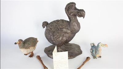 بـ 33 ألف دولار، مزاد علني في بريطانيا لبيع عظام طائر الدودو 