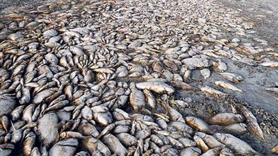 كارثة في مياه السنطة بالغربية، نفوق كميات كبيرة من الأسماك ولجنة لفحص الواقعة (صور)