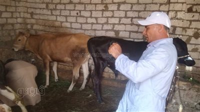 انطلاق الحملة القومية للتحصين ضد أمراض الحمى القلاعية والوادي المتصدع بالجيزة غدا 