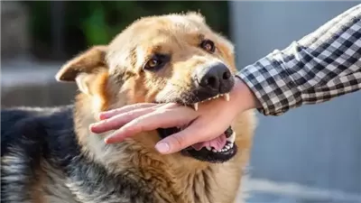 القبض على سيدة و3 موظفين أطلقوا كلبا شرسا على مواطن