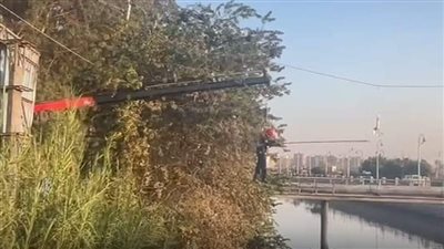 الحماية المدنية تنقذ طائرا عالقا بأسلاك أعمدة الإنارة بكوبري هندسة طنطا