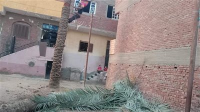 إزالة نخلة آيلة للسقوط بالبدرشين (صور)