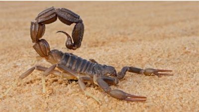 تفسير حلم ضرب العقرب فى المنام وعلاقته بالتغلب على الصعوبات وتحقيق النجاح