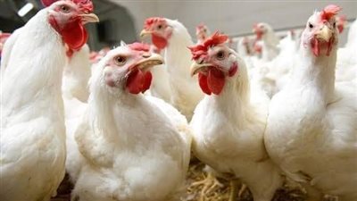 أسعار الدواجن واللحوم اليوم الاثنين 2-9-2024 في محافظة الفيوم