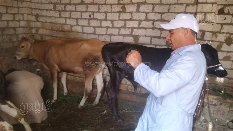 حملة تحصين الماشية