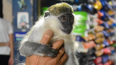 الأطعمة المناسبة وطرق التعامل معها، كيفية تربية النسانيس في المنزل؟ (فيديو) 