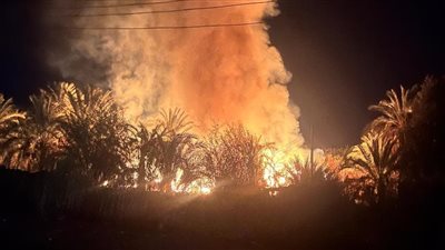 السيطرة على حريق أشجار في كرم نخيل بالأقصر