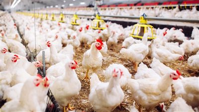 تحدث لأول مرة، اتحاد منتجي الدواجن يفاجئ المصريين بسعر الفراخ البلدي بالأسواق