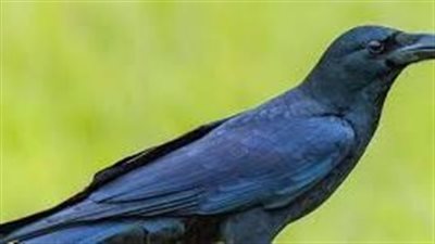 تفسير حلم الغراب في المنام وعلاقته بسماع أخبار سيئة فى القريب 