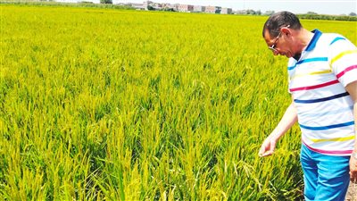 زراعة البحيرة تتابع محصولى الأرز والذرة للتأكد من عدم وجود إصابات 