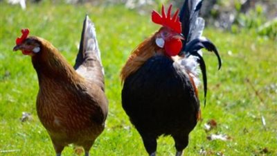 مصر ضمن أكثر 10 دول استهلاكا للحوم الدجاج في العالم