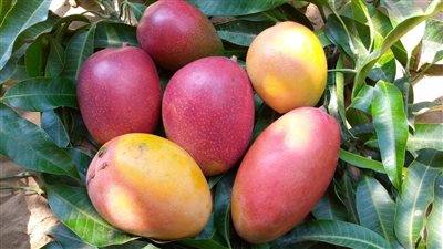 ارتفاع العويسي وانخفاض 5 أصناف، تعرف على أسعار 18 نوعًأ من المانجو