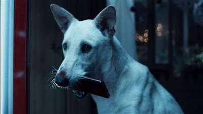 «رامبو» يعيد مصر للمشاركة بمهرجان فينيسيا وهذه تفاصيل الفيلم (فيديو) 