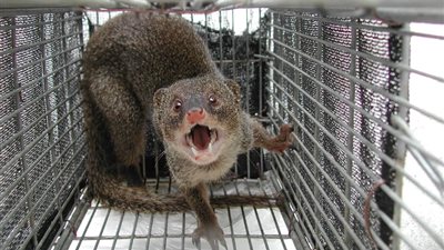 اليابان تتخلص من حيوانات النمس بعد فشلها في اصطياد الثعابين السامة 