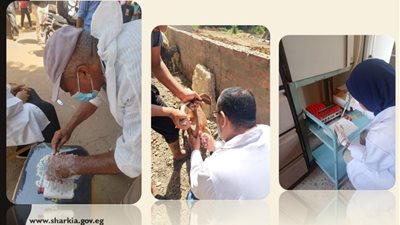 بيطري الشرقية: فحص 4163 ماشية ضد البروسيلا والسُل البقري في أغسطس 