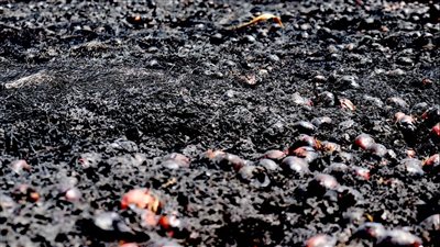 الأرض اتفحمت، حريق يلتهم محصول 11 فدان بصل في بني عبيد بالدقهلية والخسائر كارثية (فيديو)