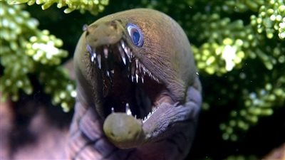 غواص مصري يوثق مشهدا نادرا لكائن بحري فتح فكيه بطريقة كشفت أسنانه (فيديو)