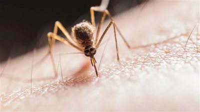 من 6 مساء إلى 6 صباحا، فرض حظر التجوال في ولاية أمريكية ثانية بسبب فيروس قاتل