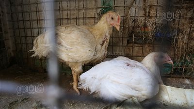  4 جنيهات ارتفاعا في سعر كيلو الفراخ البيضاء اليوم الجمعة