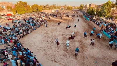 خيل وخيالة، شاهد أكبر مرماح بالصعيد احتفالا بذكرى المولد النبوي الشريف بالأقصر
