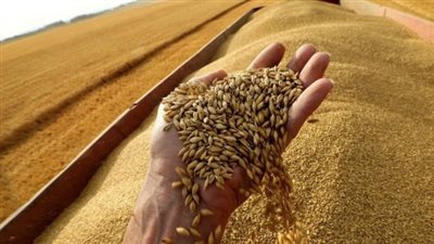 تفعيل خطة الـ270 يومًا.. توفير السلع الأساسية صداع فى رأس الحكومة.. وزير التموين لـ«فيتو»: مصر تستهدف استيراد 3.8 مليون طن من القمح