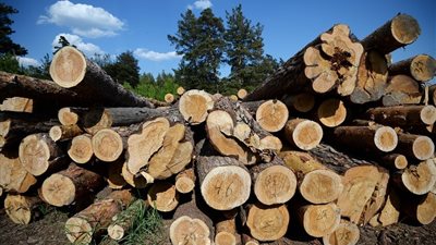 رقم قياسي في واردات كوريا الجنوبية من الأخشاب الروسية