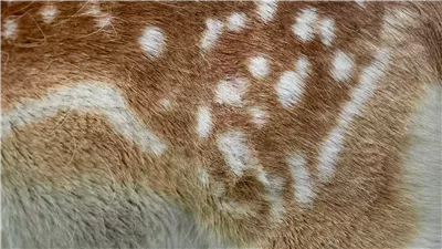 على طريقة كورونا، دراسة تكشف ظهور جائحة جديدة قادمة من الصين