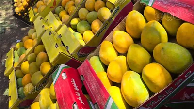  تبدأ بـ 16 جنيهًا، تحركات جديدة في أسعار 18 نوعًا من المانجو بسوق العبور
