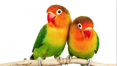 تفسير رؤية العصفور الملون وعلاقتها بحل الخلافات والمشكلات 