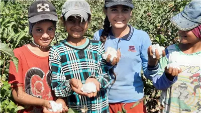 انطلاق موسم جمع القطن في القنطرة غرب بالإسماعيلية (بث مباشر) 