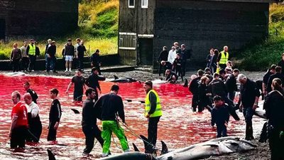 مذبحة دلافين أطلسية في الدنمارك تثير غضب السكان وجمعيات حقوق الحيوان