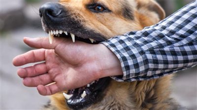 عضة كلب تشعل الخلاف بين أبناء عمومة بقرية ميت ميمون في الغربية