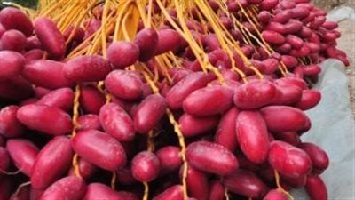 فوائد البلح الأحمر، يقوي المناعة ويعزز صحة القلب ويساعد في إنقاص الوزن 