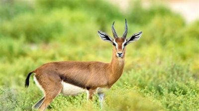 غزال يستنجد بسيارة شرطة في الطريق العام لإنقاذ حياته (فيديو)